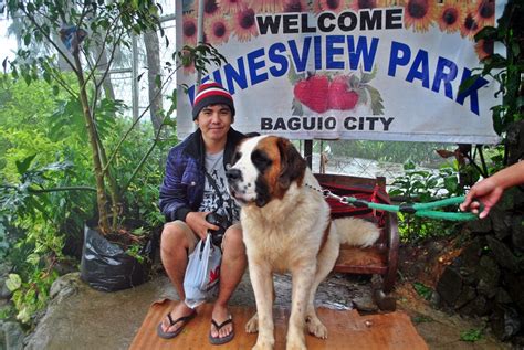 THE ST. BERNARD DOGS IN BAGUIO: TOURIST .